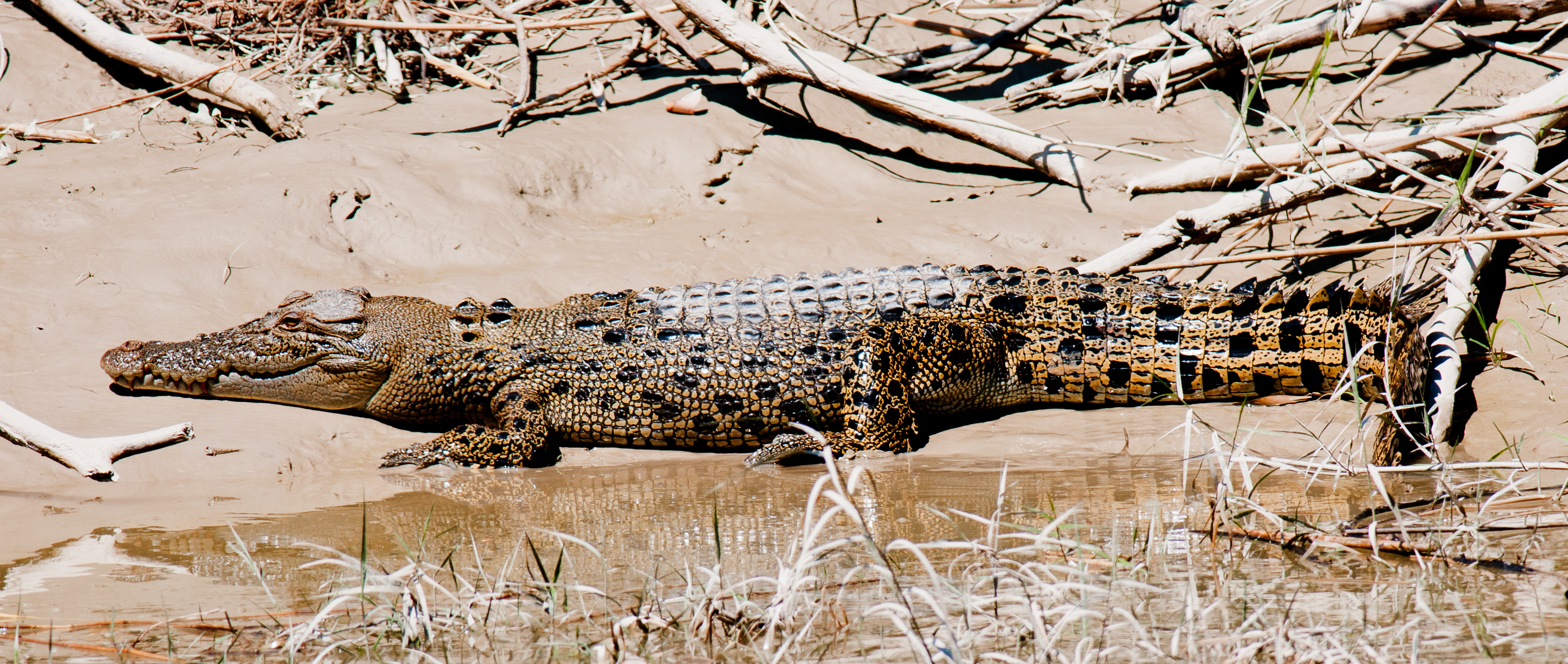 Estuarine Crocodile on the bank of the East Alligator River © Frank Taylor